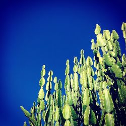 Low angle view of plants against clear blue sky