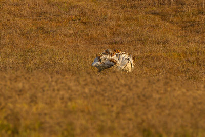 View of cat on field