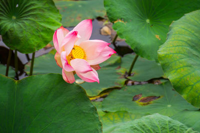 Close-up of pink lotus water lily