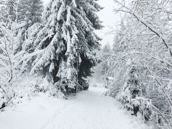 Snow covered trees in forest