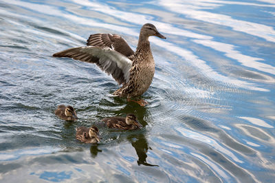 Birds in a lake