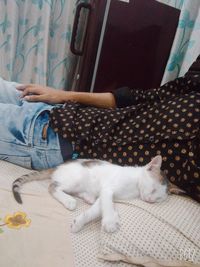 Low section of woman with cat resting on floor