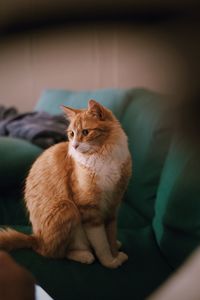 Cat sitting on hand