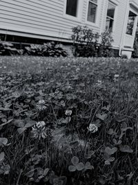 Close-up of fresh green leaves on field against buildings