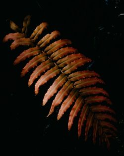 Close-up of fish underwater