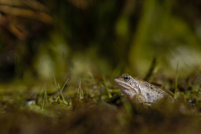 Close-up of frog on grass