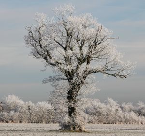 Bare tree on field against sky