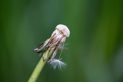 Close-up of insect on plant