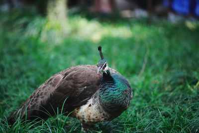 Close-up of peahen perching on grassy field