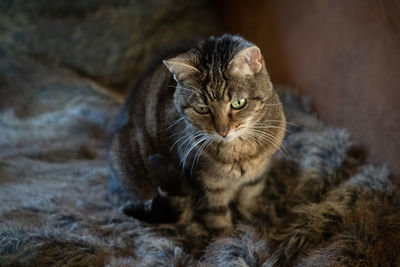 Close-up portrait of tabby cat