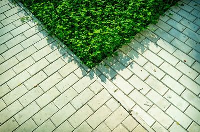 High angle view of plants growing by footpath