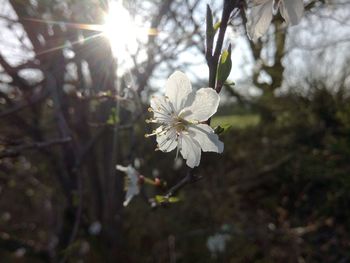 Close-up of white flower blooming on tree