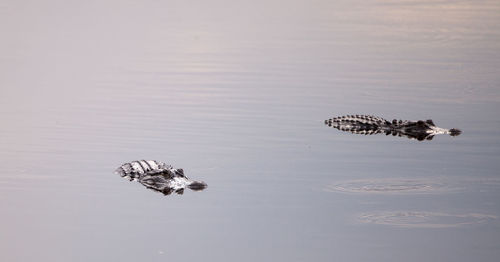 Large american alligator alligator mississippiensis in the wetland at the myakka river park 