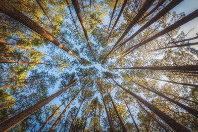 Low angle view of tree in forest