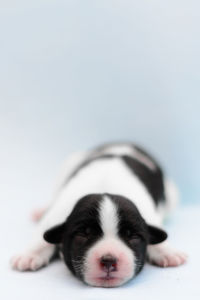 Close-up of a dog over white background