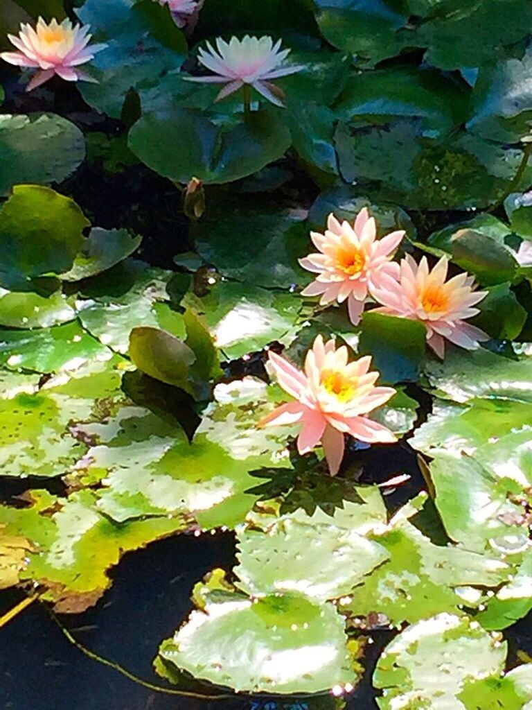 flower, leaf, freshness, petal, fragility, growth, flower head, water lily, plant, beauty in nature, green color, pond, blooming, nature, yellow, water, floating on water, high angle view, in bloom, lotus water lily