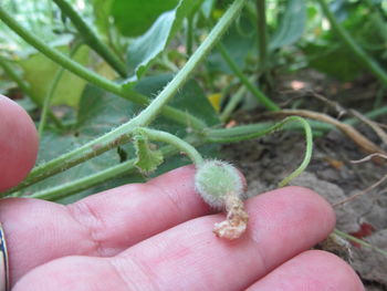 Close-up of hand holding lizard