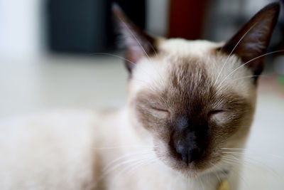 Close-up of cat at home