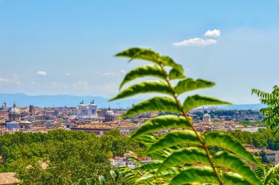 Trees and plants growing in city against sky