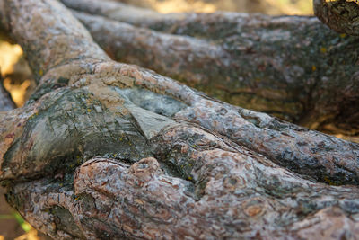 Close-up of tree trunk