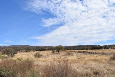 Scenic view of field against sky