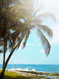 Palm tree by sea against sky