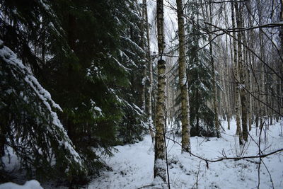 Trees in forest during winter