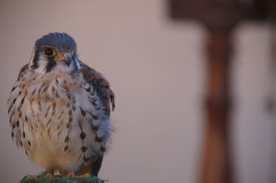 Close-up of owl perching