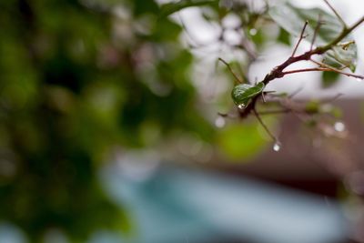 Close-up of wet plant