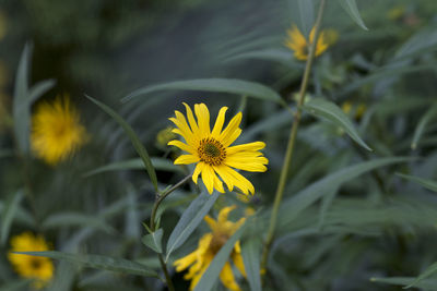 Close-up of yellow flowering plant on field