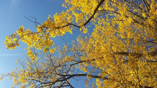 Low angle view of yellow tree against sky