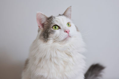 Close-up portrait of a white cat looking away