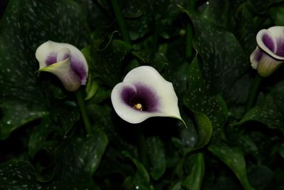 Close-up of flower blooming outdoors