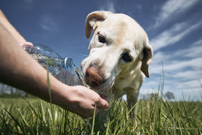 Close-up of hand with dog on field