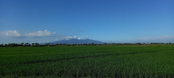 Scenic view of agricultural field against sky