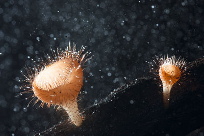 Close-up of coral in sea