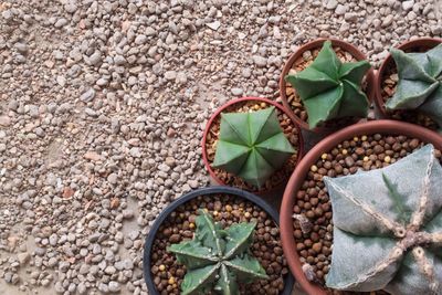 Close-up of potted plant