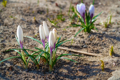 Close-up of white crocus flower on field