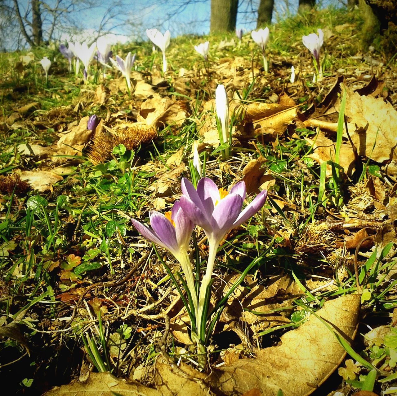 flower, petal, fragility, freshness, growth, flower head, beauty in nature, plant, purple, nature, blooming, field, single flower, pink color, leaf, close-up, high angle view, blossom, in bloom, day