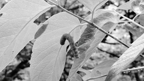 Close-up of damaged leaf