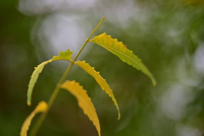 Close-up of yellow flowering plant leaves