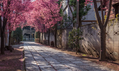 Flower trees