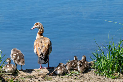 High angle view of birds in lake