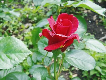 Close-up of red rose