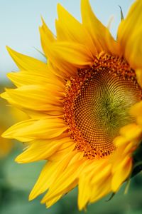 Close-up of sunflower blooming outdoors