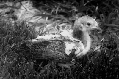 Close-up of a bird on field