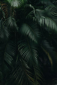 Full frame shot of palm tree leaves