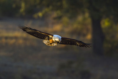 Bird flying over a blurred background