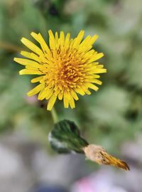 Close-up of yellow flowering plant