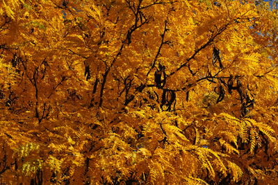 Full frame shot of autumnal trees